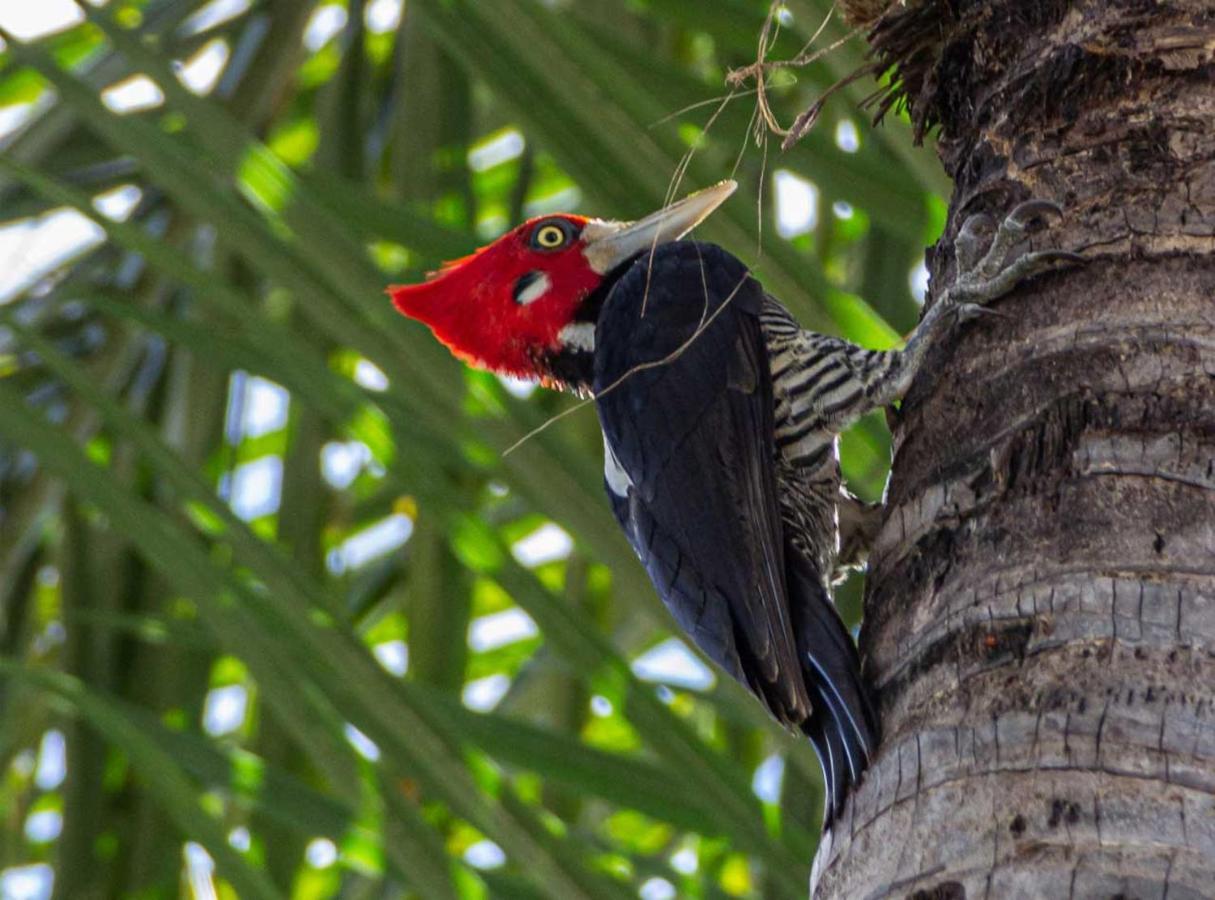 Ananda Pousada Pirenópolis المظهر الخارجي الصورة